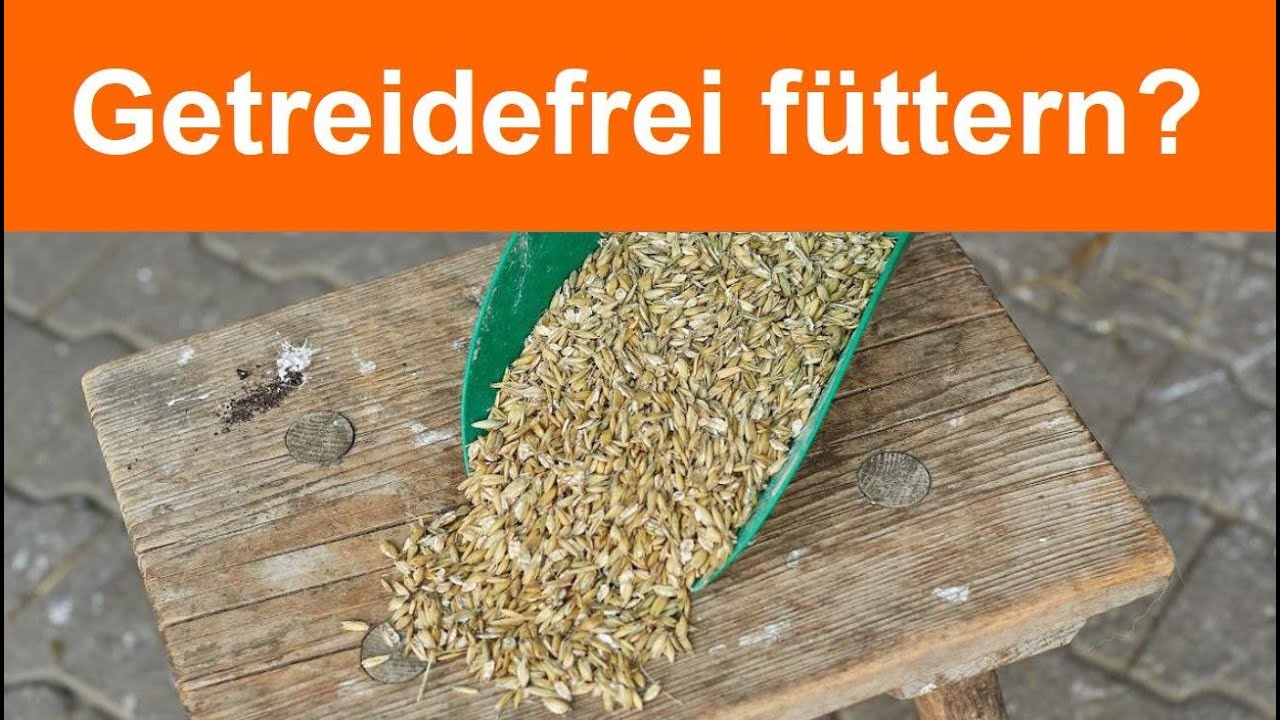 Hafer - schädlich oder unterschätzt? Wann muss man getreidefrei füttern?