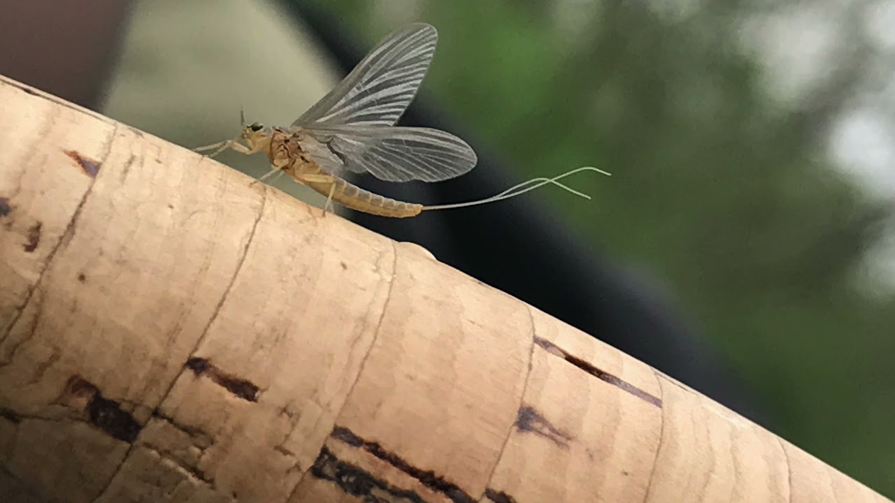 We are Sele & Tanagro - Fly Fishing in Italy 2020