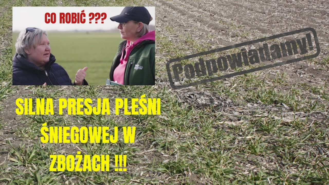 Pleśń śniegowa na zbożach, to nie tylko jeden zabieg! Pogotowie polowe