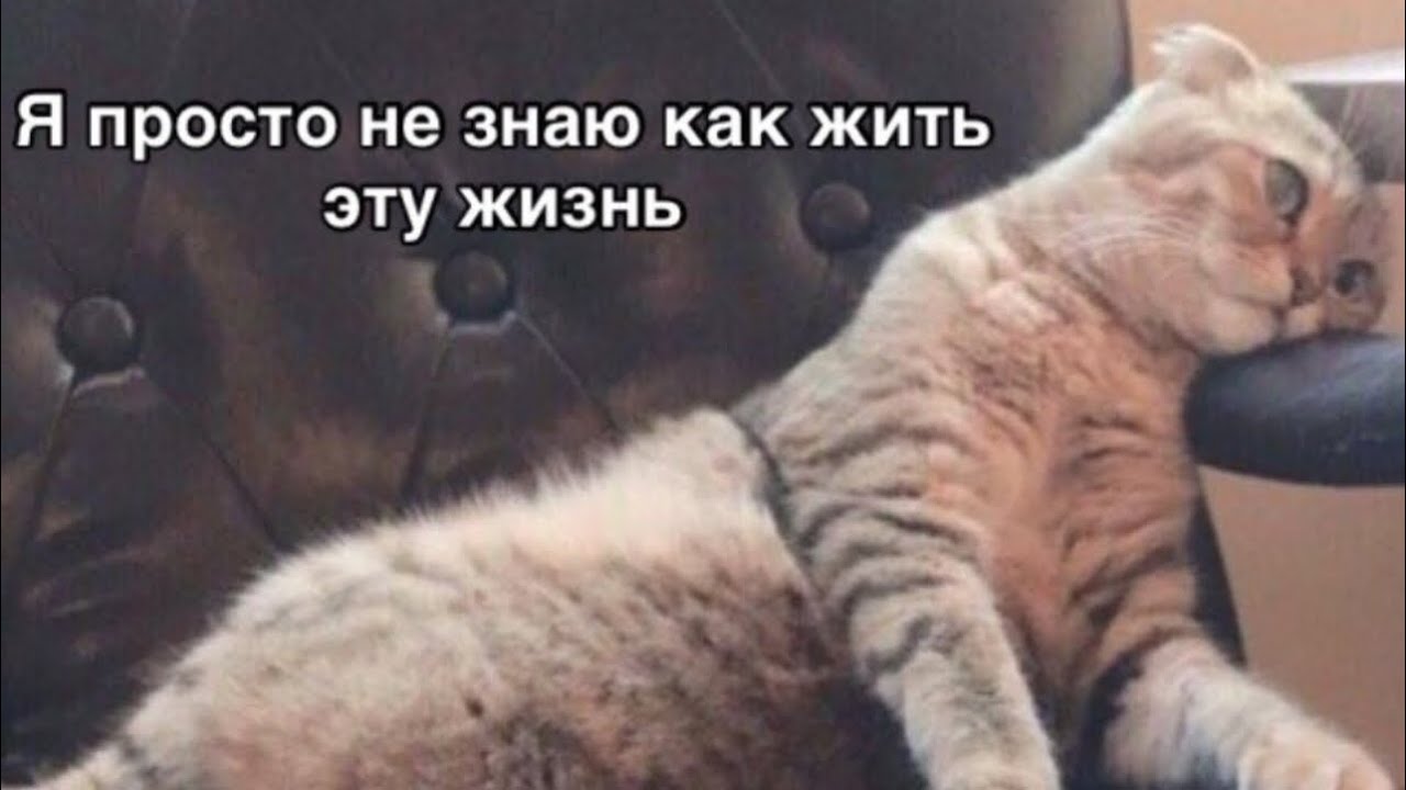 Навеело запилить видос о Германии и как в ней жить