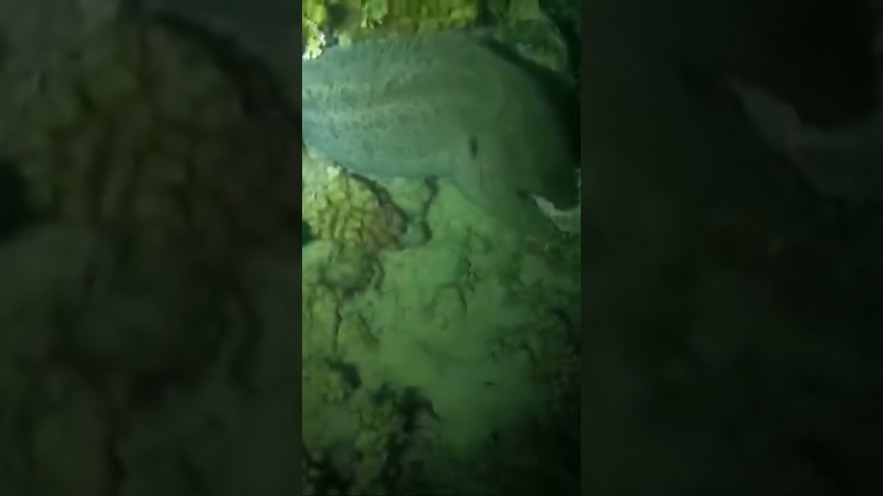 Giant Moray Eel Captured In Night Dive 