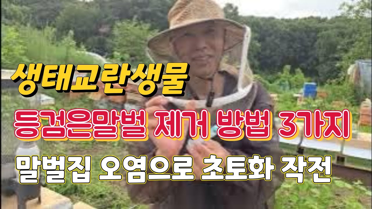 등검은말벌 제거 3가지 방법, 말벌집 오염 초토화작전, 가루, 액상, 낚시법, 생태교란생물 제거법