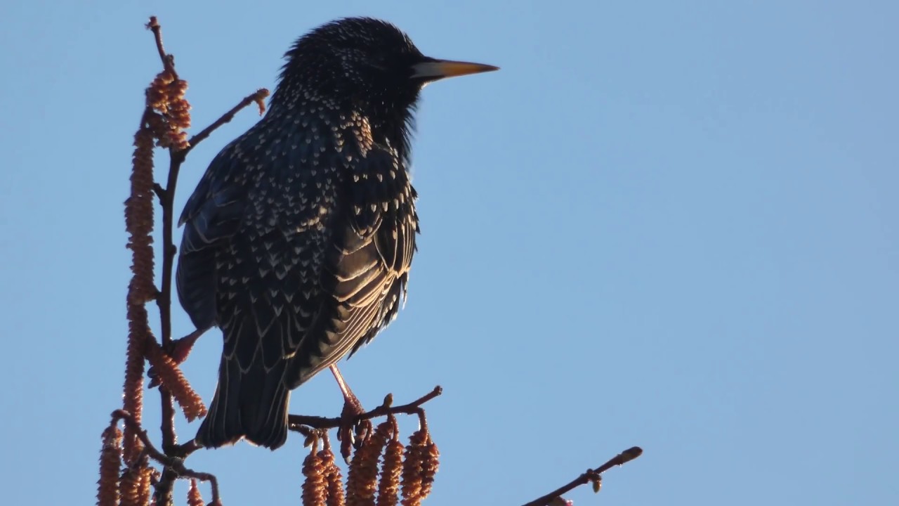 Star Gesang (Sturnus vulgaris)