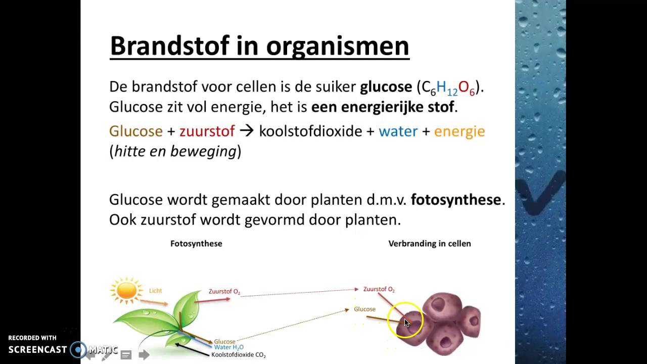 Verbranding en ademhaling - Verbranding in organismen