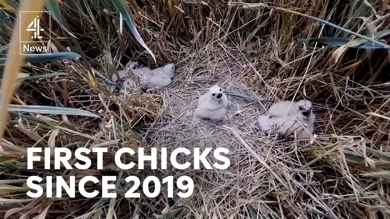 UK’s rarest breeding birds raise chicks for first time in six years