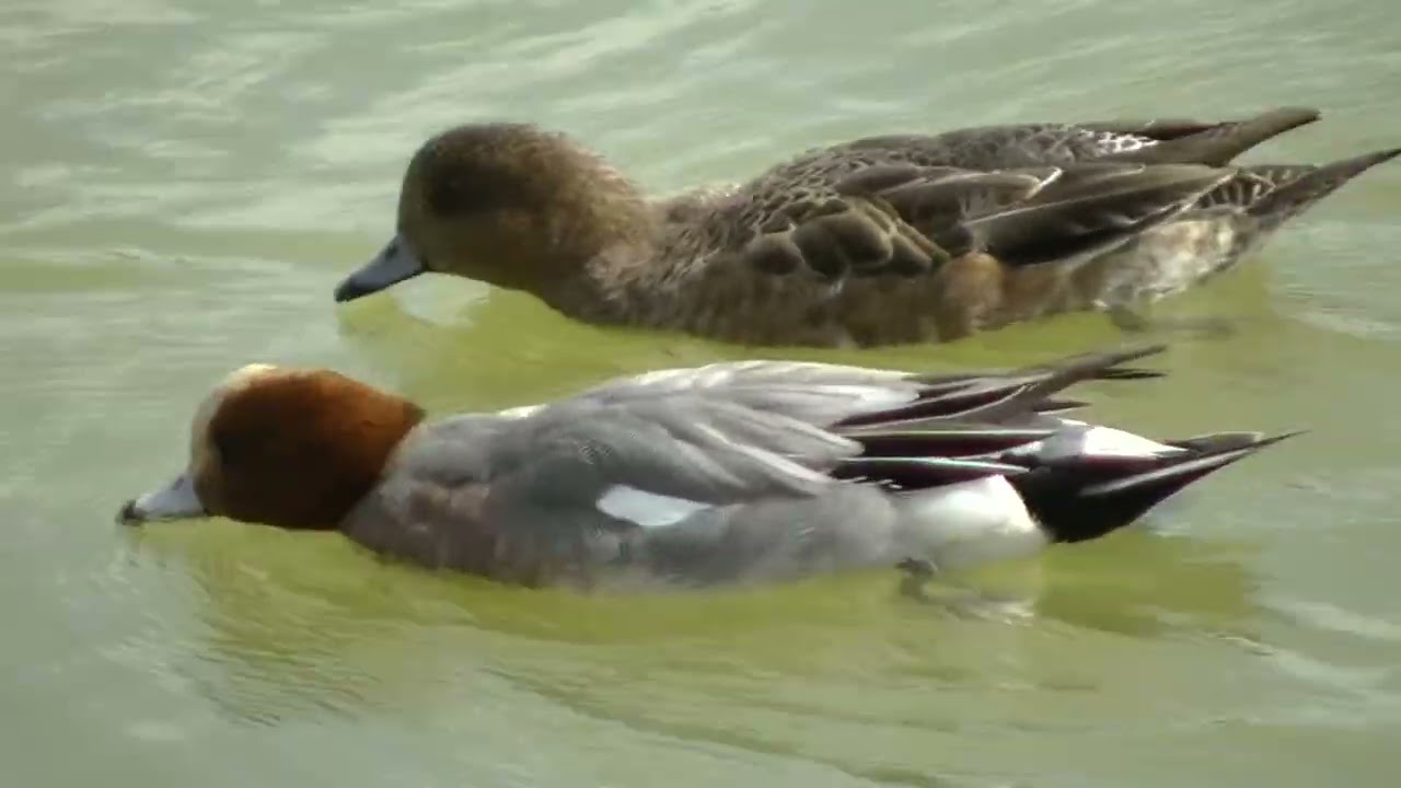 ヒドリガモ　緋鳥鴨　sweeper?