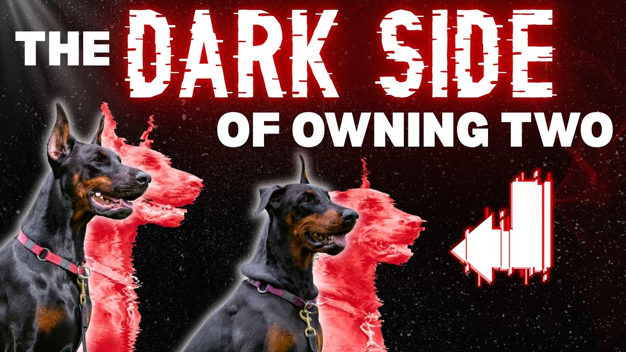 The Shocking Danger of Owning Two Dobermans (Littermate Syndrome)