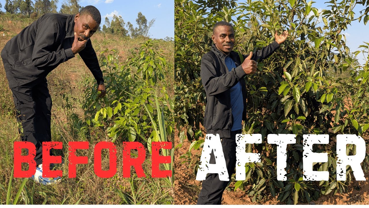 🥑🚨 Agronome Ntasanzwe! Ibiti 2,000 by&rsquo;Avoka Byari Bigiye Kuma 😢 None Aritegura Gusarura 🎉