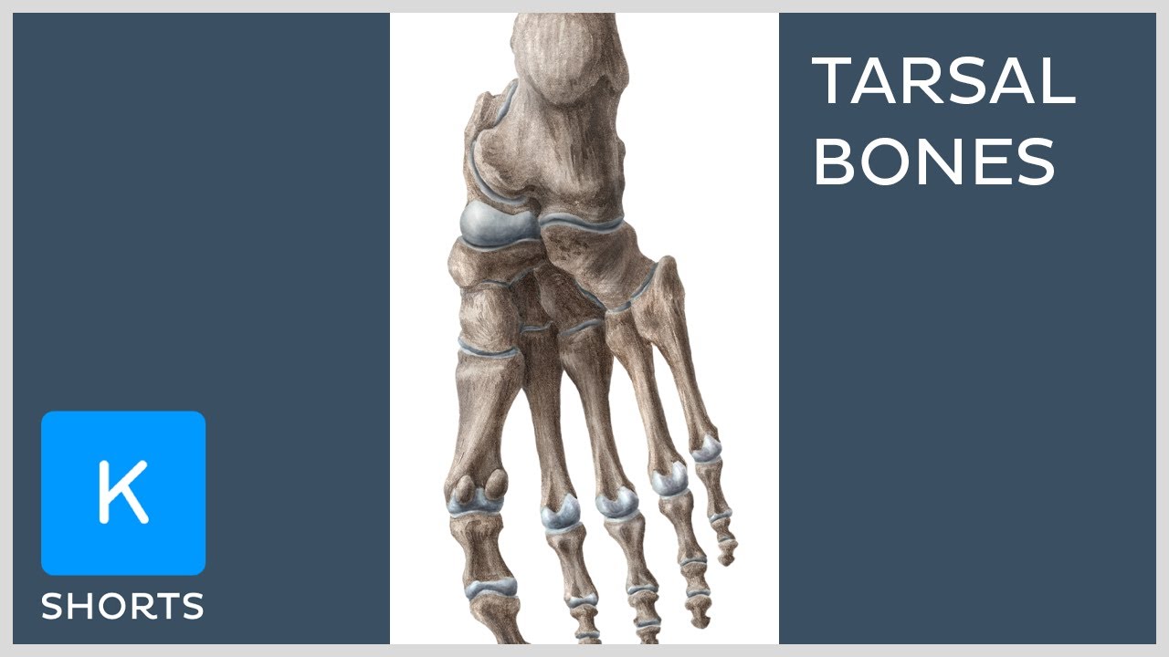 Bones of the foot: Tarsal bones mnemonic - Kenhub #shorts