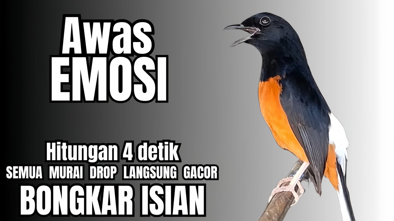 PANCINGAN Murai Batu FIGHTER BONGKAR ISIAN KASAR !! murai batu malas bunyi langsung GACOR EMOSI