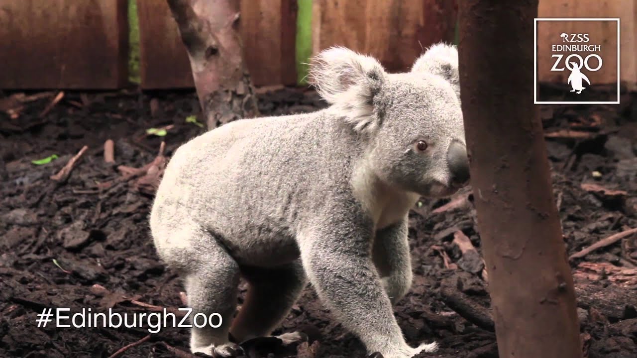 Koala Territory at RZSS Edinburgh Zoo