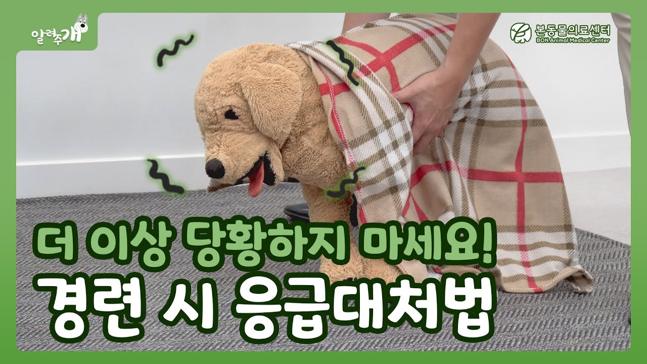 우리 아이 발작 너무 놀라지 마세요! 병원에서 알려드리는 응급대처법!｜본동물의료센터 [알려주개]