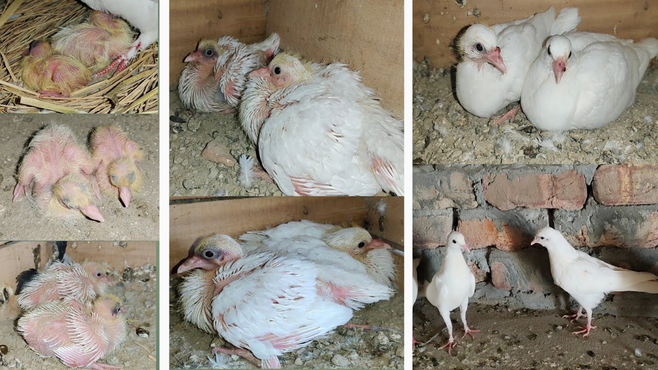 High flyer  Growth Baby Pigeons Day By Day 39 Days Episode 16 || By Muhammad Ismail pigions