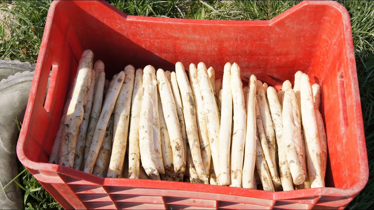 Spargel aus Eferding in Oberösterreich