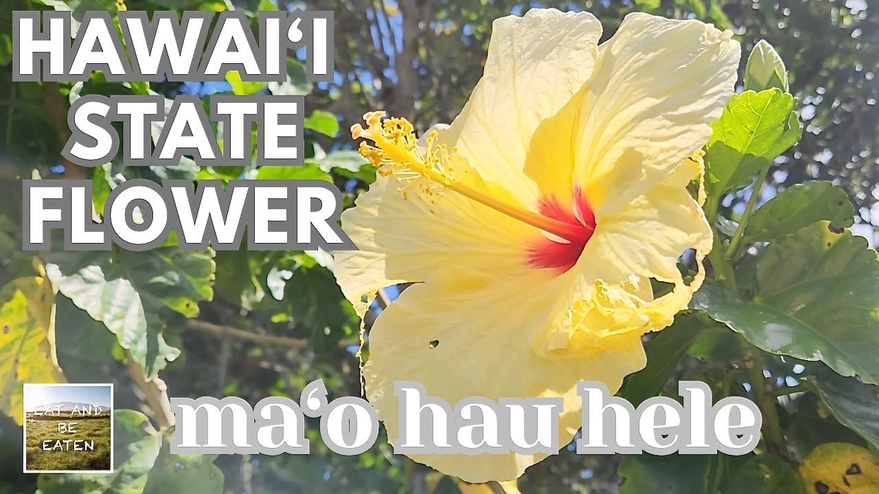Hawaii State Flower (yellow hibiscus / Ma&lsquo;o hau hele ) | Canoe Plants of Hawaii