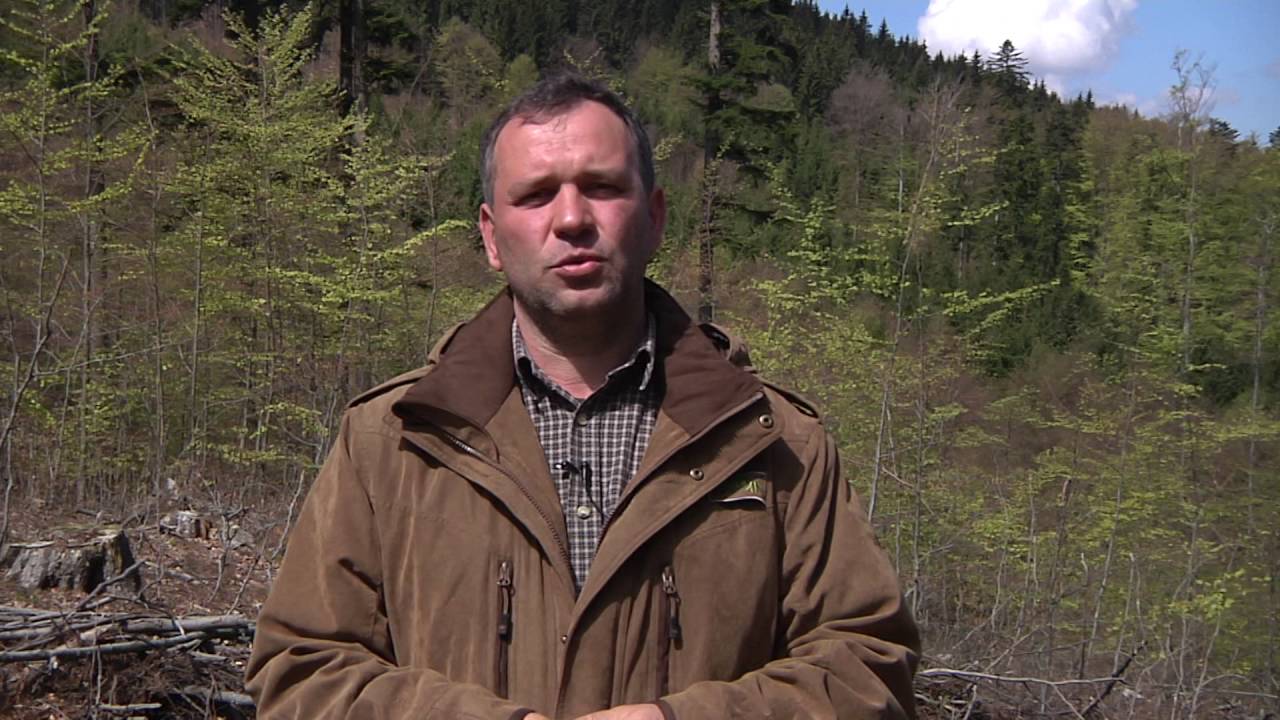 LES zalesňování