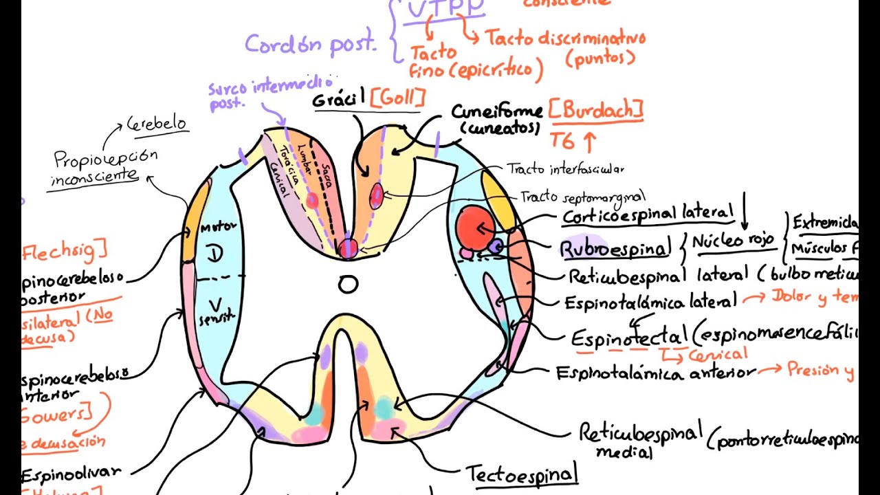 Neuroanatom&iacute;a: M&eacute;dula espinal 2. Configuraci&oacute;n interna