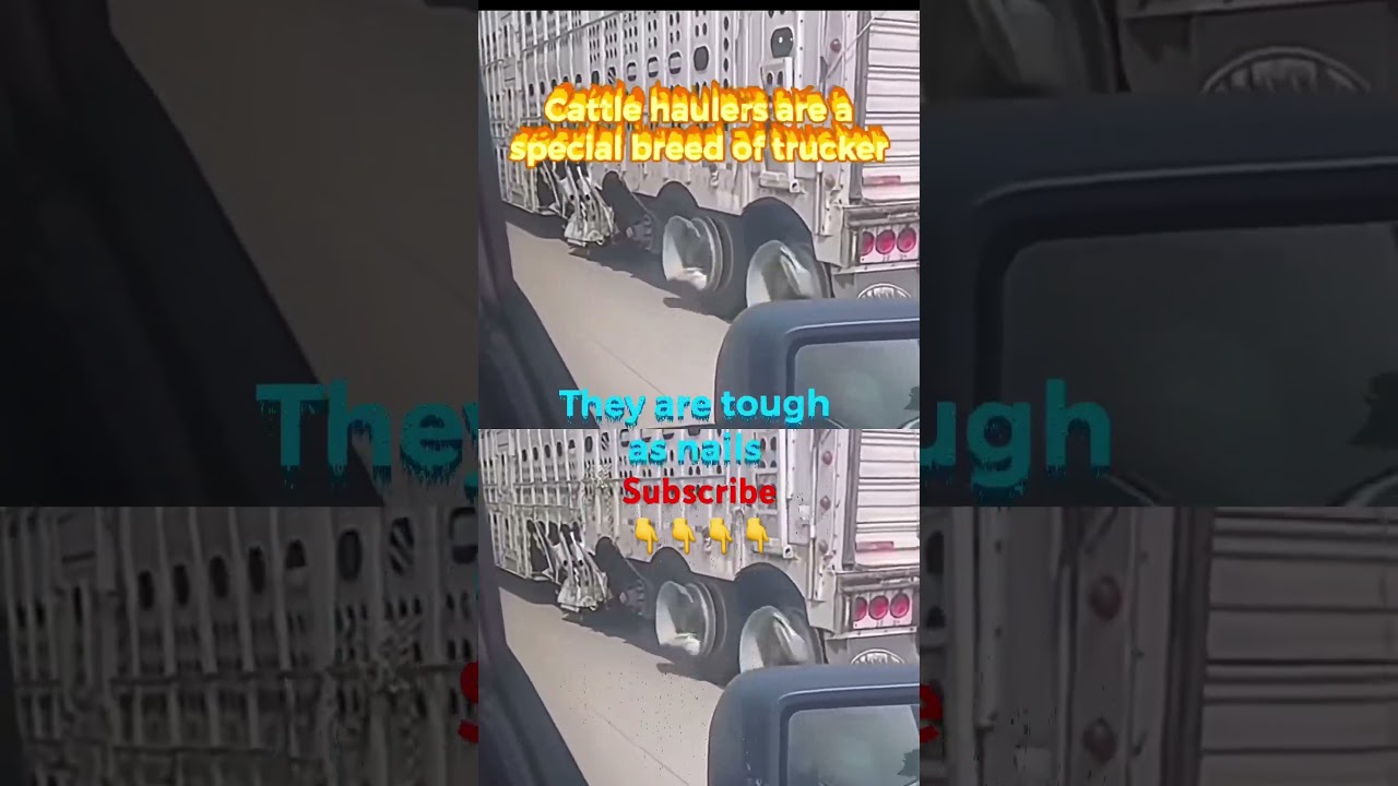Don&rsquo;t stand in the way of a cattle hauler #shorts #trucking #trucker #crazy #driver #remix #funny