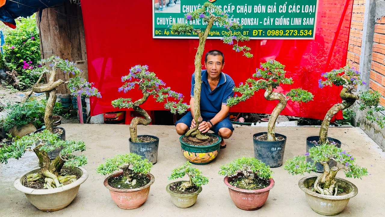 Linh Sam, Nguyệt Quế, Mai Chiếu Thủy, Khế Nhật, Bùm Sụm (cây giá rẻ 28/2) vườn Huỳnh Anh