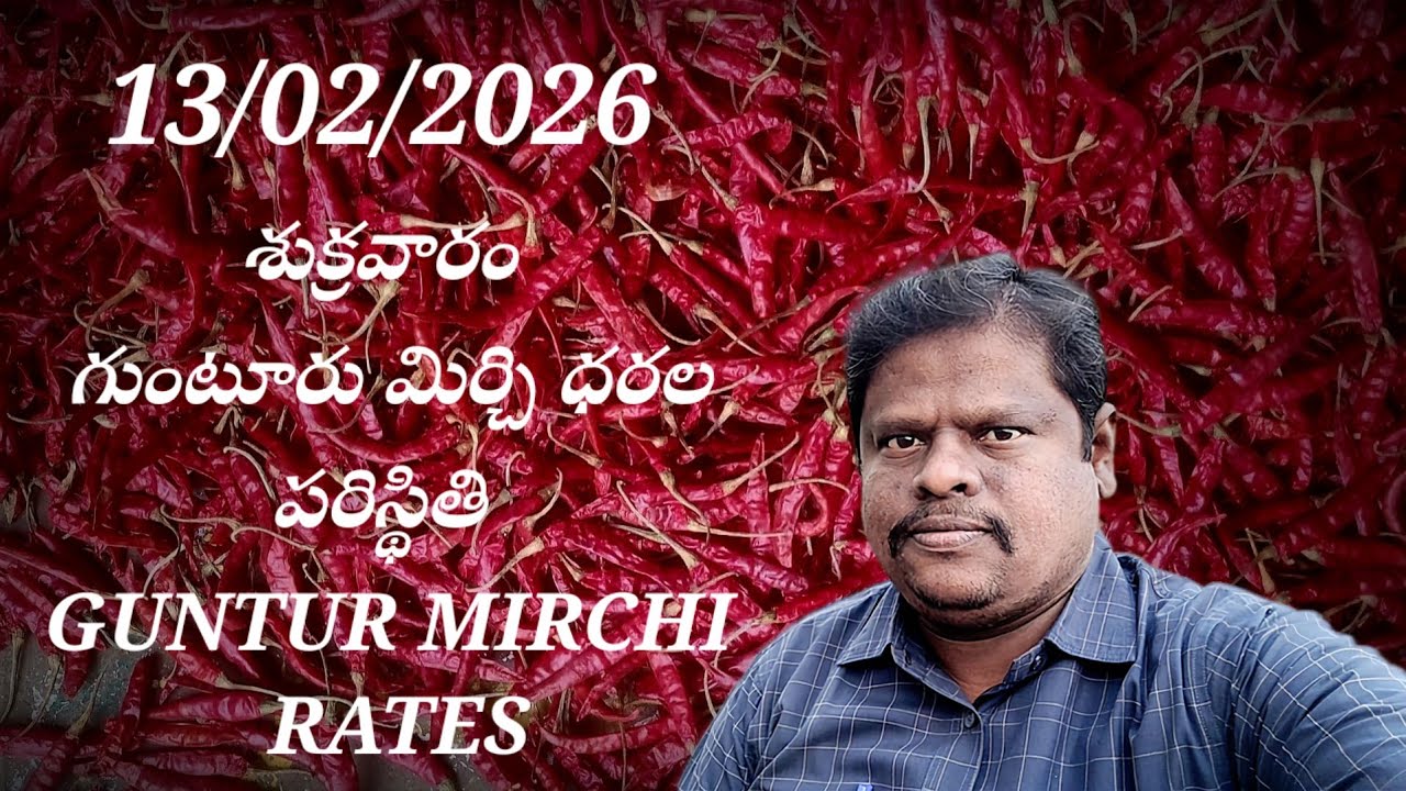 13 February 2026 GUNTUR MIRCHI MARKET RATES గుంటూరు మిర్చి మార్కెట్ ధరలు 
