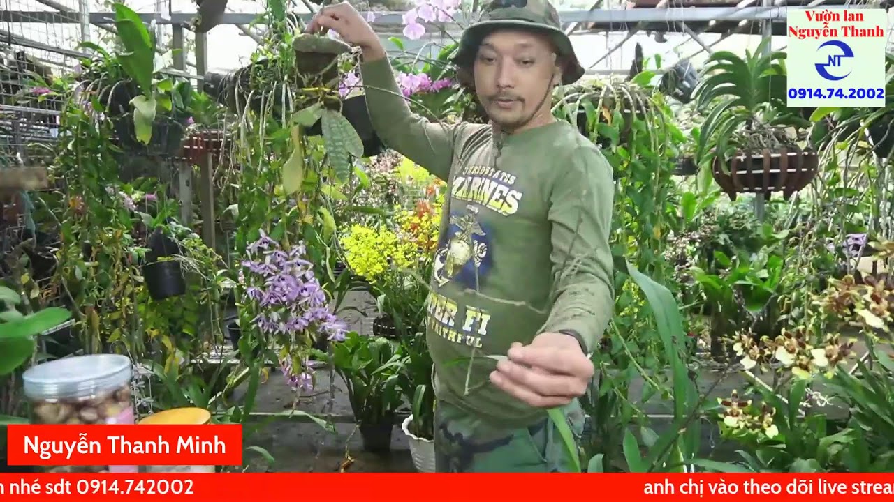 Trồng lan đơn thân mùa lạnh cần lưu ý