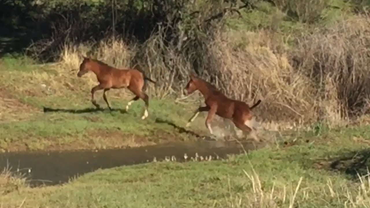 Potra y potros. Caballo español. Andalusian Horse.
