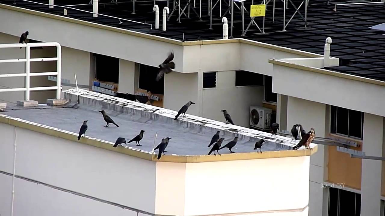 Crows disturb big bird, but ...