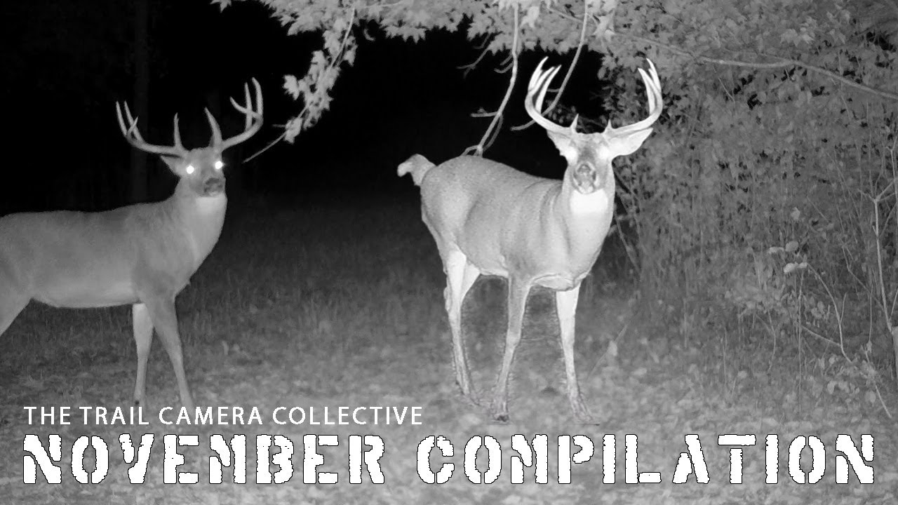 NOVEMBER TRAIL CAMERA Videos | Scrapes | Rutting Bucks | Giant Deer