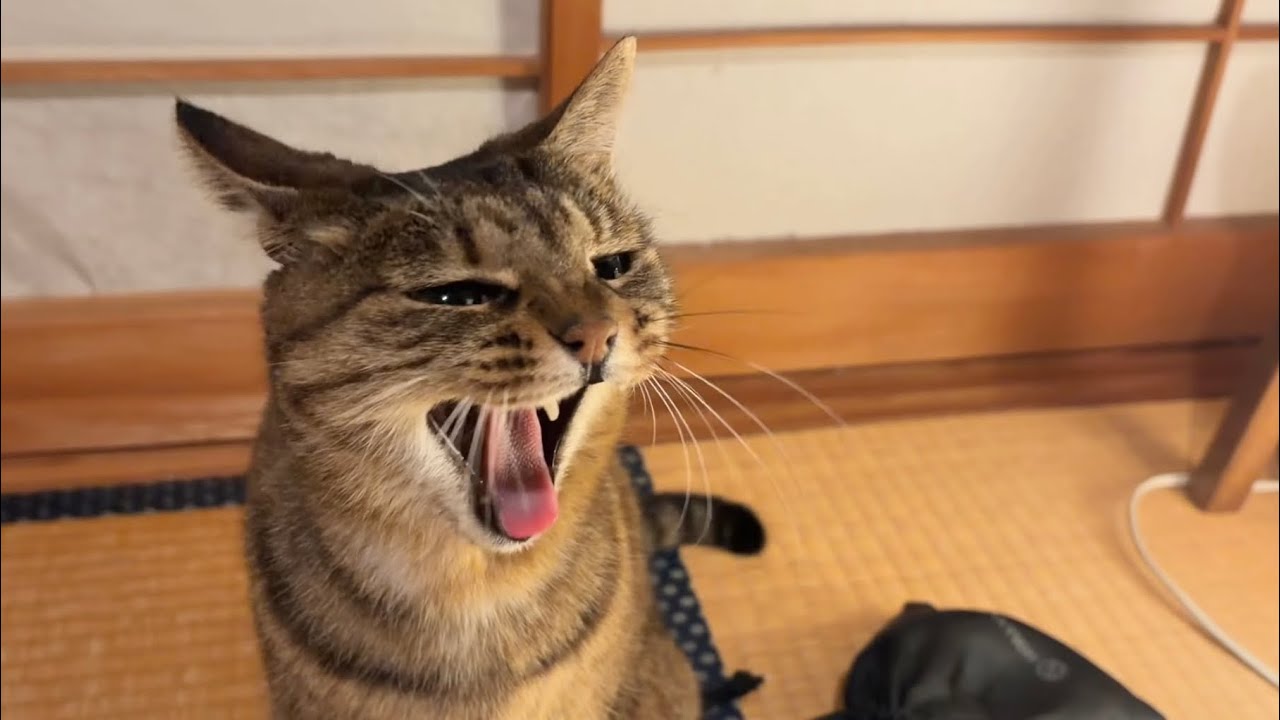 ココちゃんが伝えたいこと