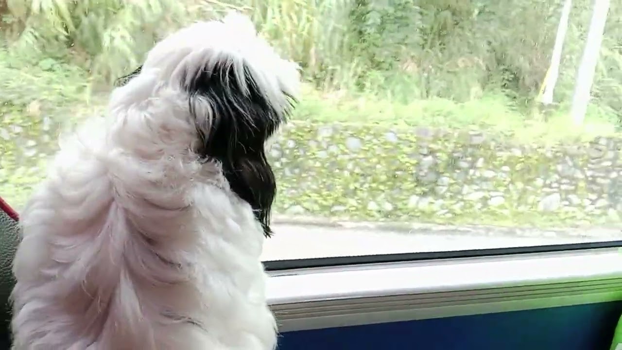 Shih tzu  almost 10 minutes standing  on the bus window while road trip #puppy #pets #petlover 