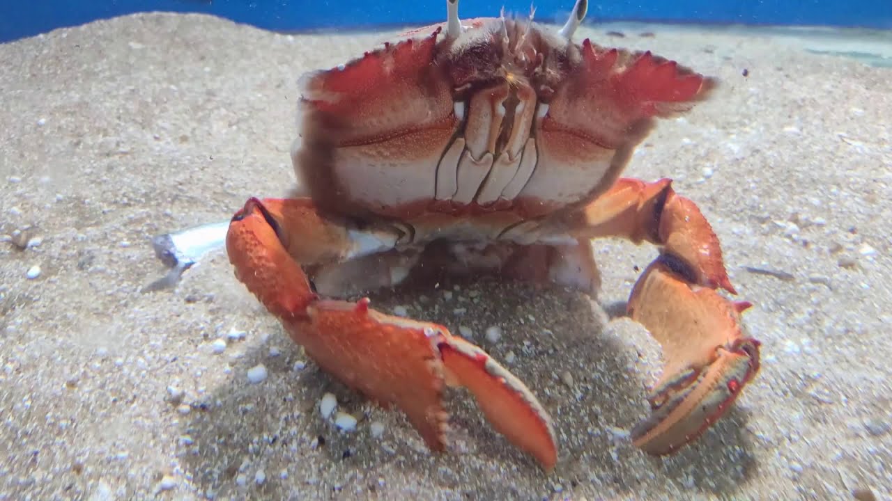 Spanner crab in AQUA WORLD [Fish Exhibition Kanyakumari]