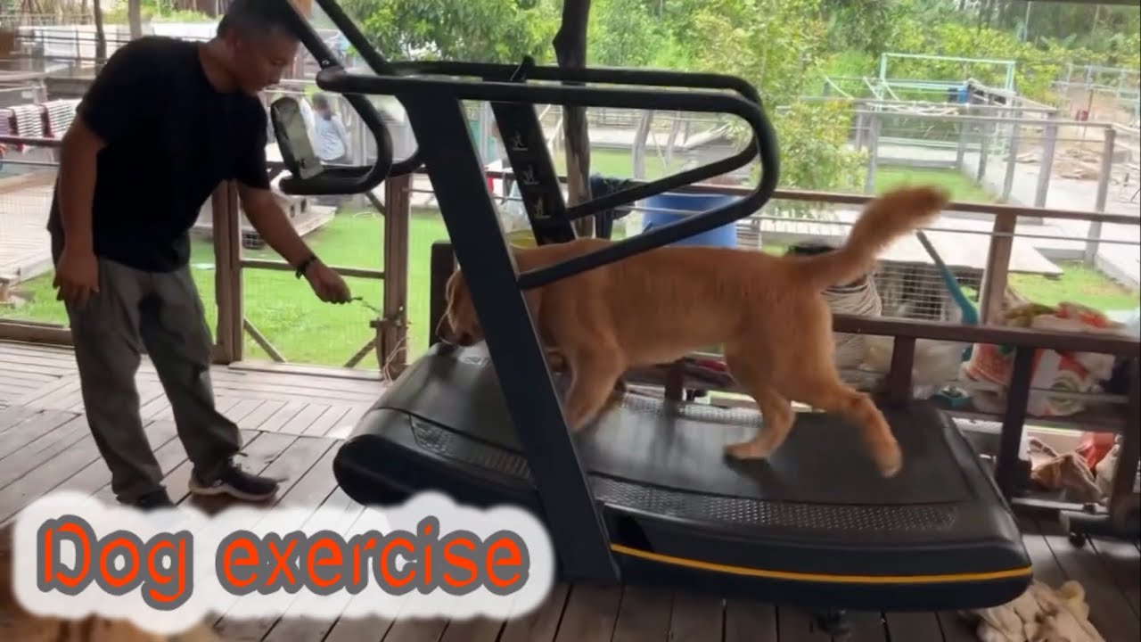 Golden retriever exercise 