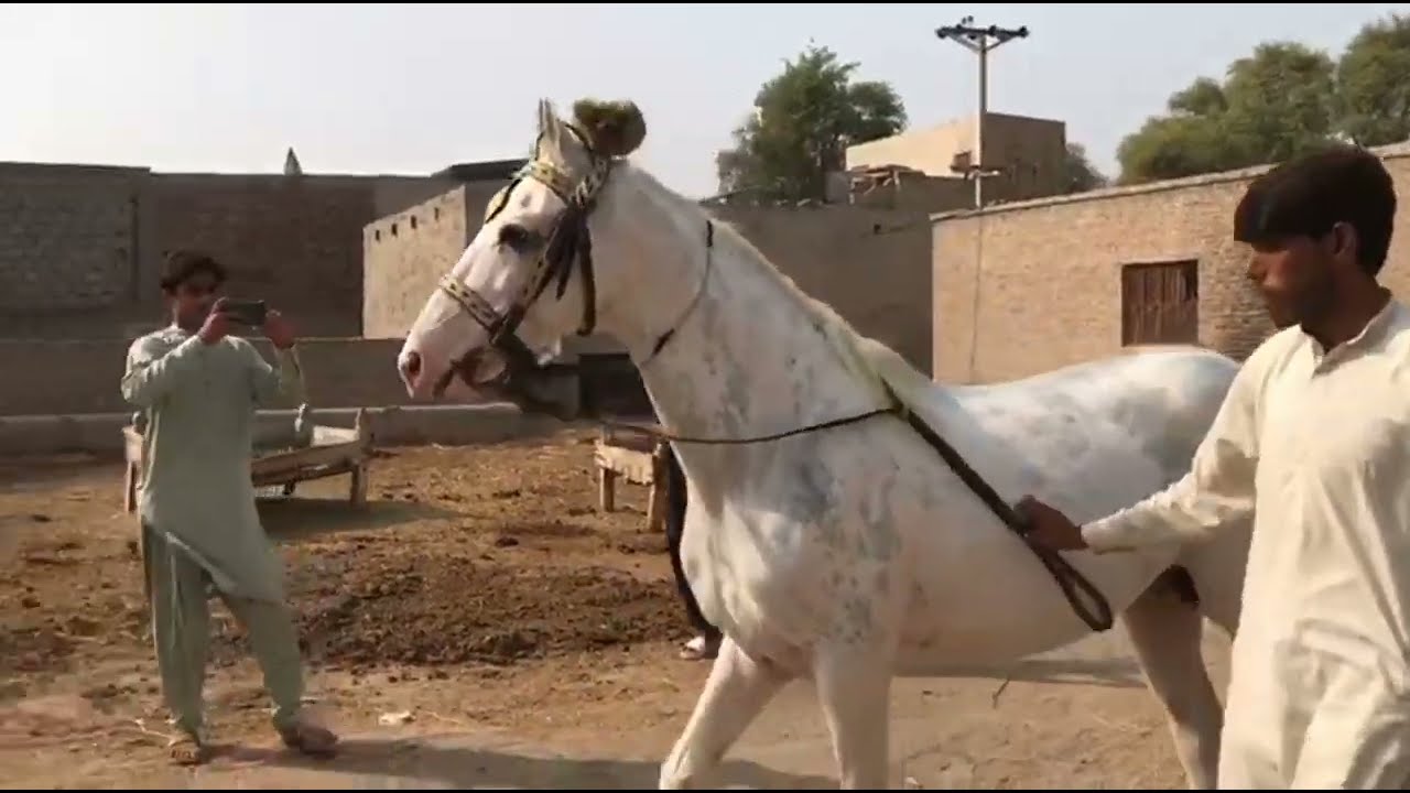 Calm Horse Enjoying Companionship with Female Horse