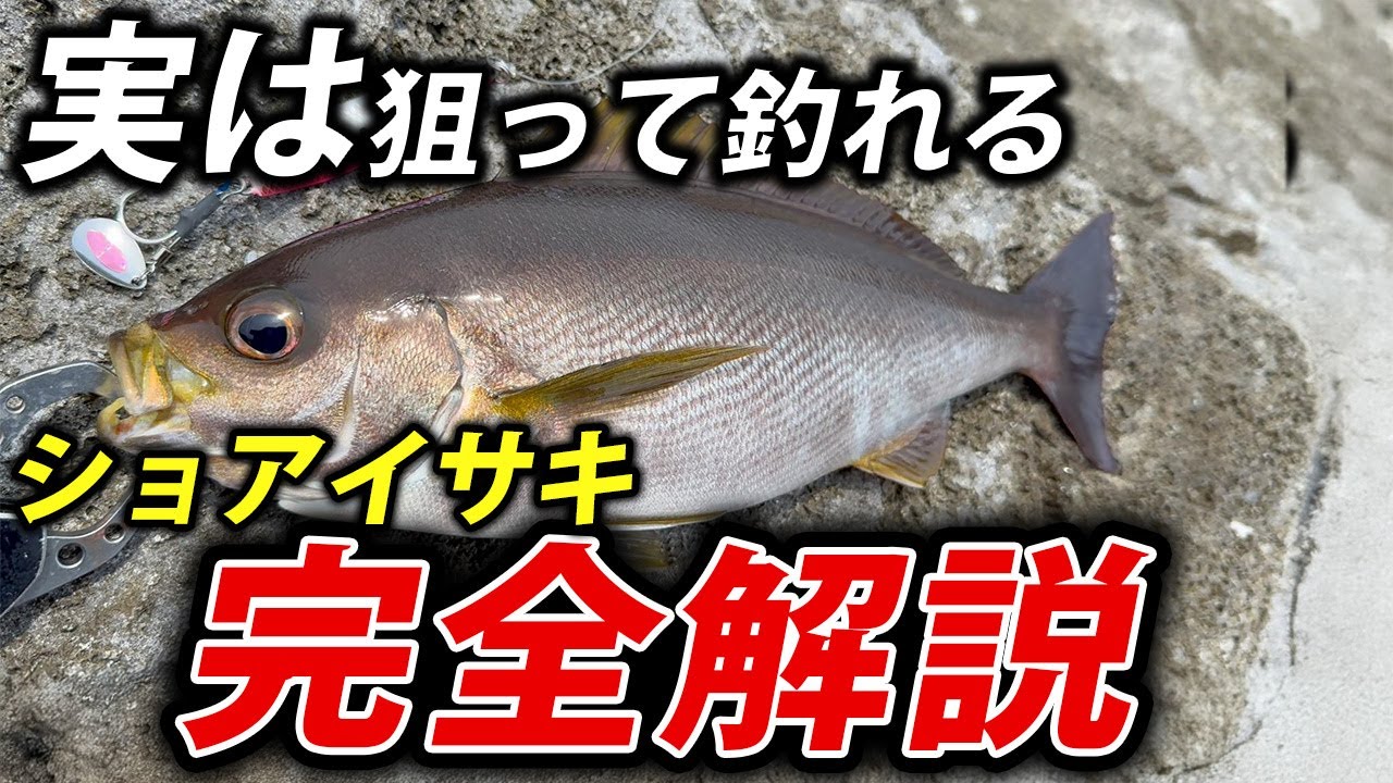 【完全解説】実はルアーでガンガン釣れて激うま！ショアから狙うイサキの釣り方・おすすめルアー徹底解説