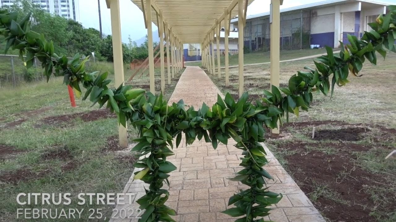 Citrus Street