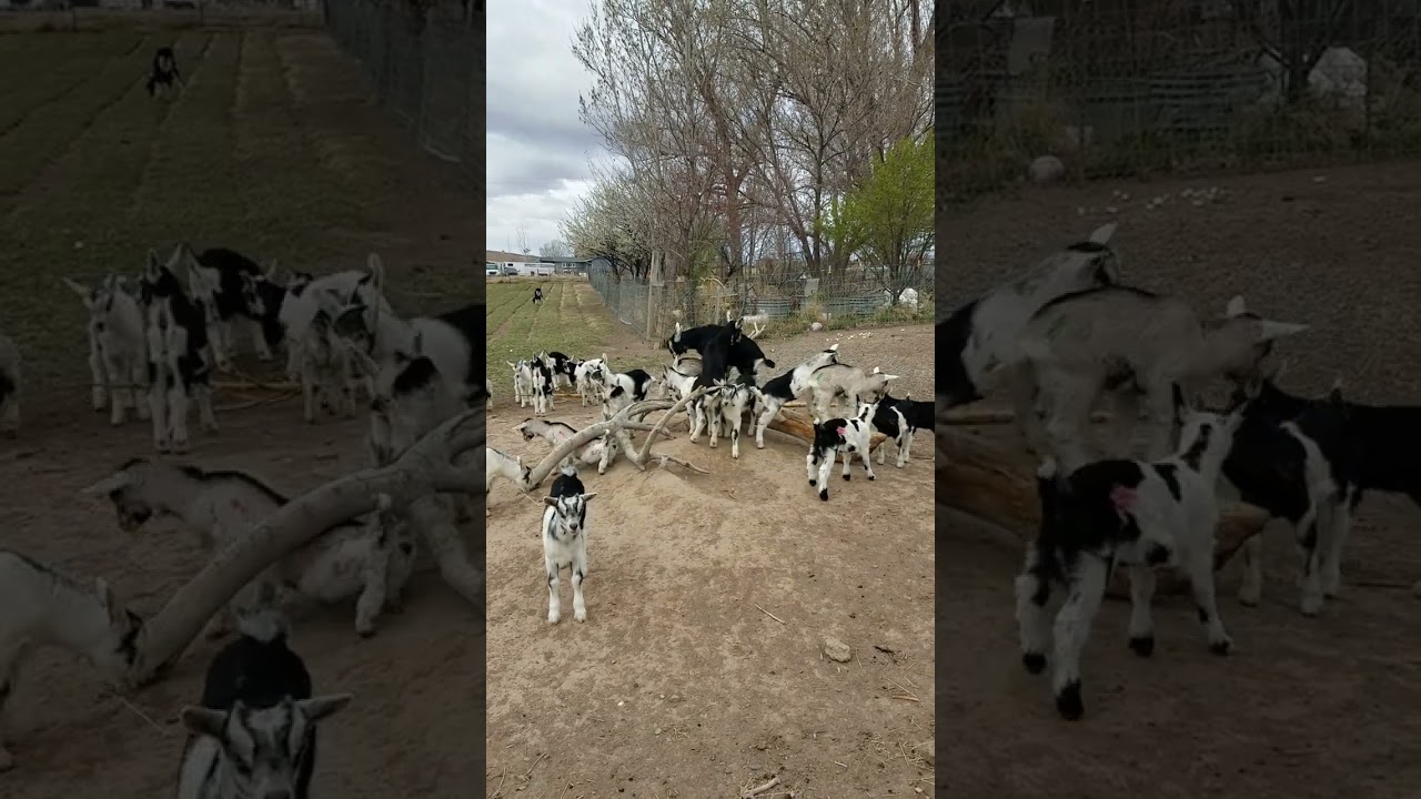 rainy morning goat kid romps