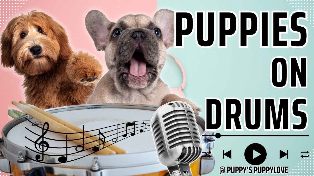 🐶 Best of TikTok Cutest Puppies on Drums 3! 🥁 #PuppyDrummers #cutecompilation