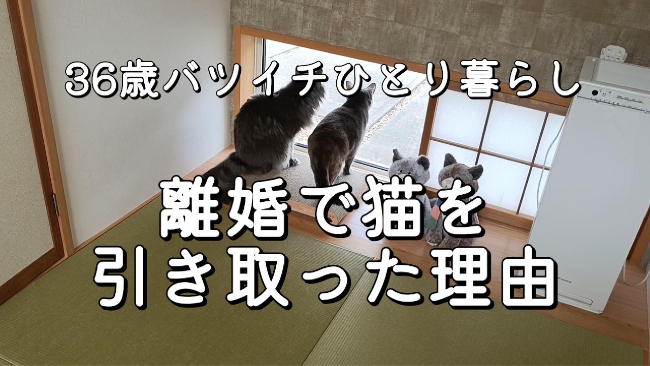 【36歳バツイチひとり暮らし】離婚で私が猫を引き取った理由