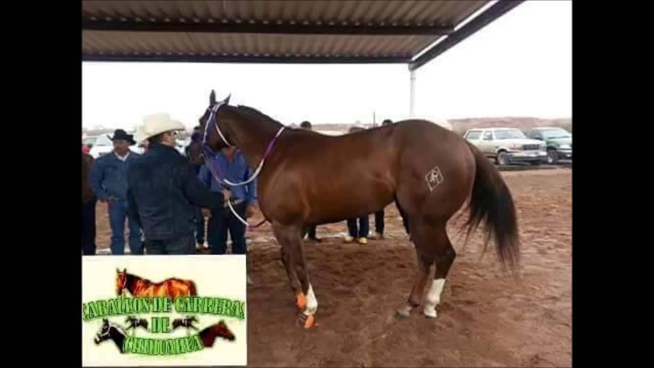 LA TEXANA - EL ALACRAN VALENZUELA - CORRIDOS 2015