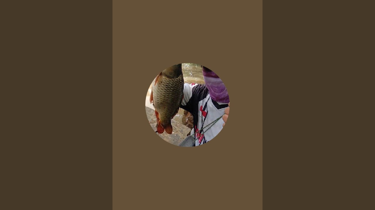 Balad nguseup sedang live sekarang! !! mancing lele lokal sore