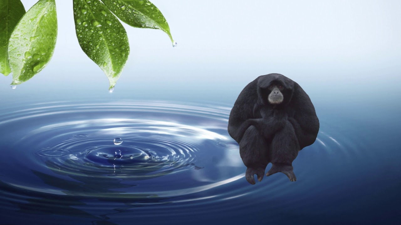 inspirational monkey video.mp4