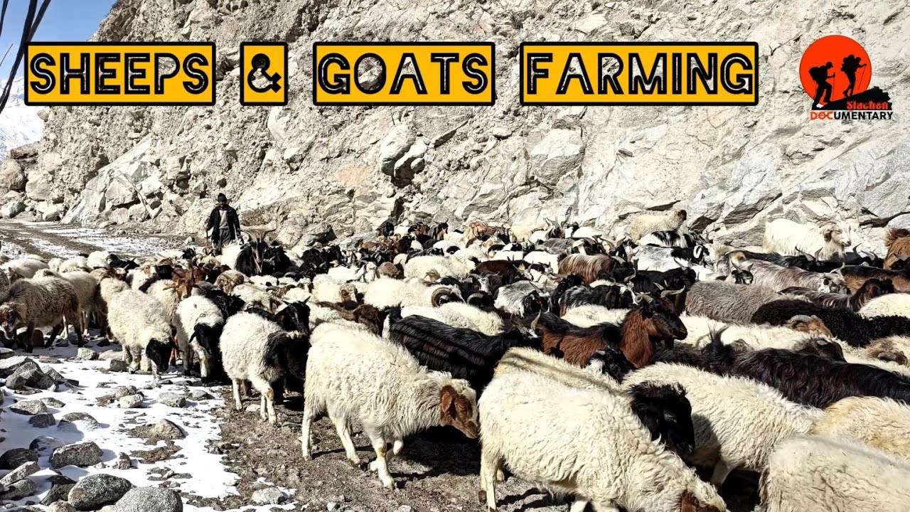 How Mountain Peoples Farms Sheeps & Goats In Winter|Pakistan Village Life|Siachen Documentary