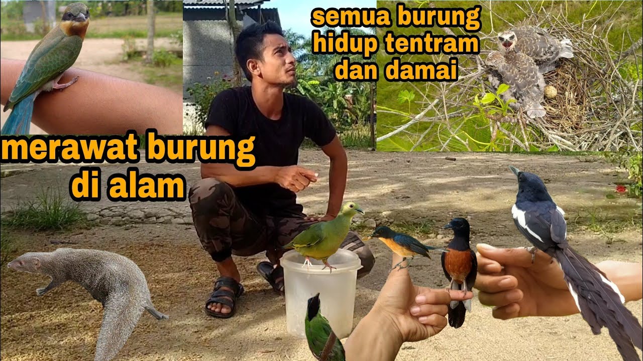 Hidup dan bermain bersama burung-burung