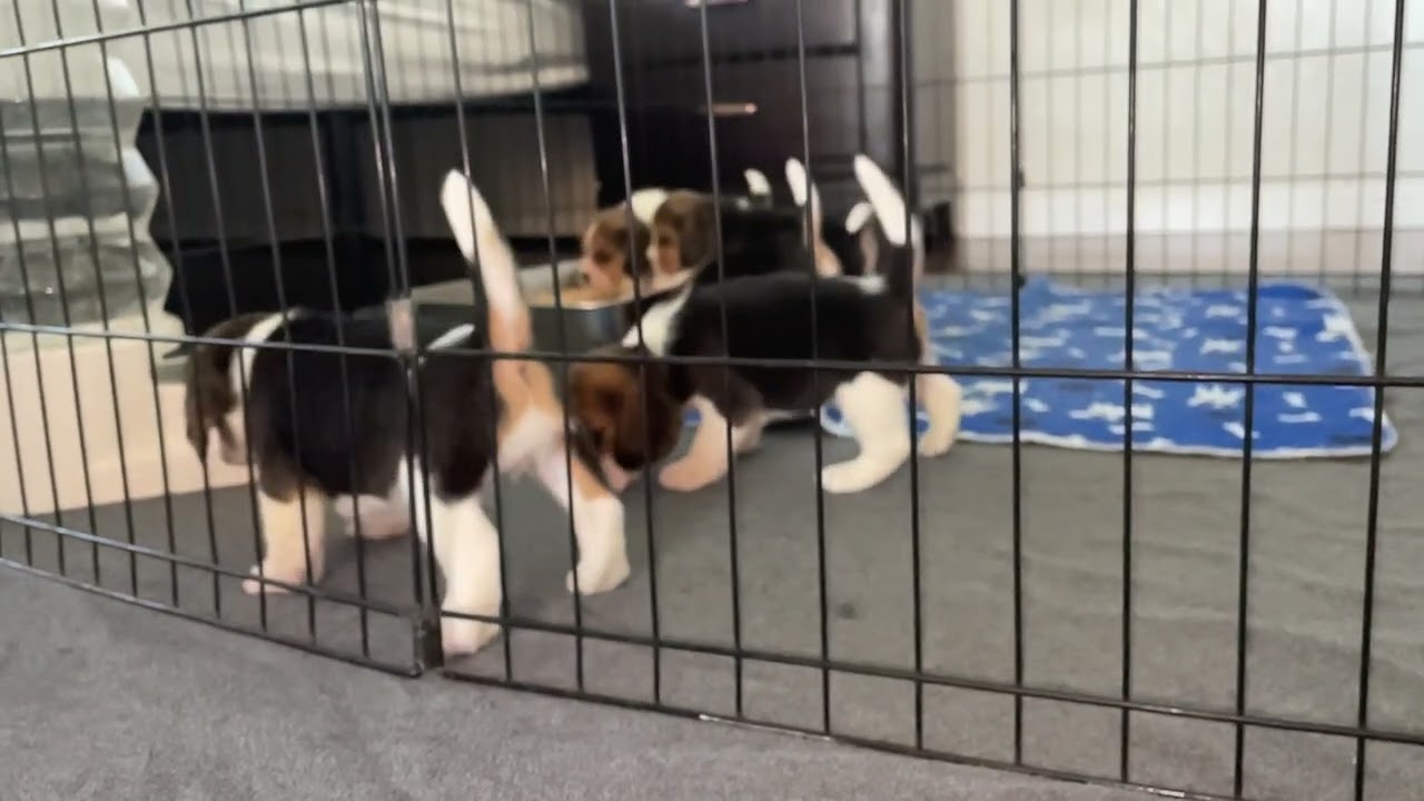 New puppies
