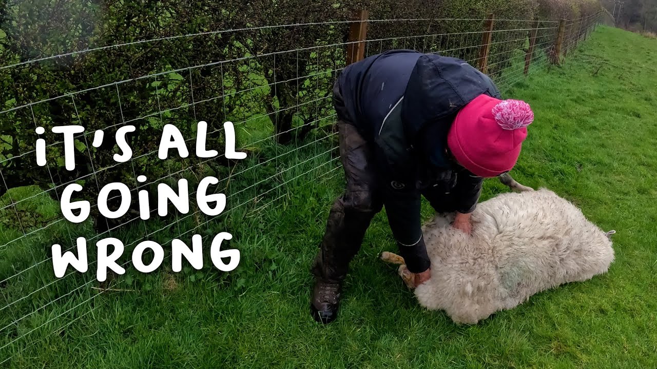 It’s all going wrong - Lambing day 8