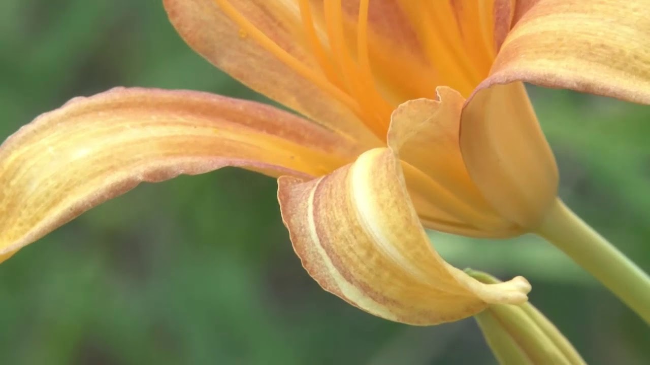 小網代の森の概要を１０分程度で紹介する動画です。