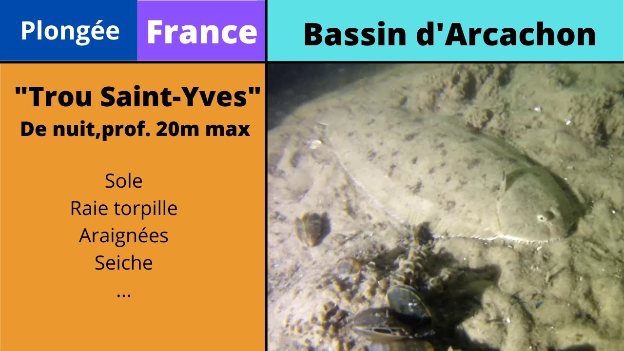 🤿 Plongée de nuit- Bassin d'Arcachon - trou Saint-Yves
