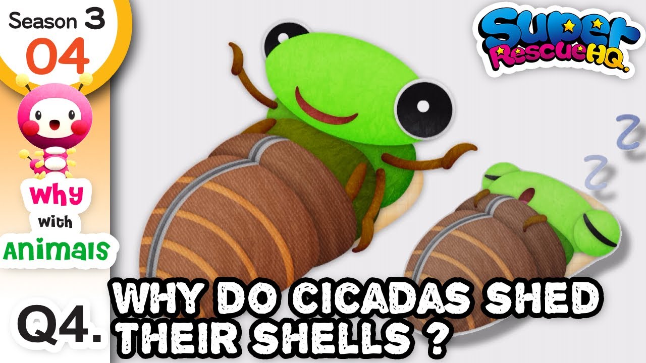 Why With Animals｜S3 4-4｜Why do cicadas🦗 shed their shells?｜#srhq  🚀 #Animals #puzzle #funny #insect