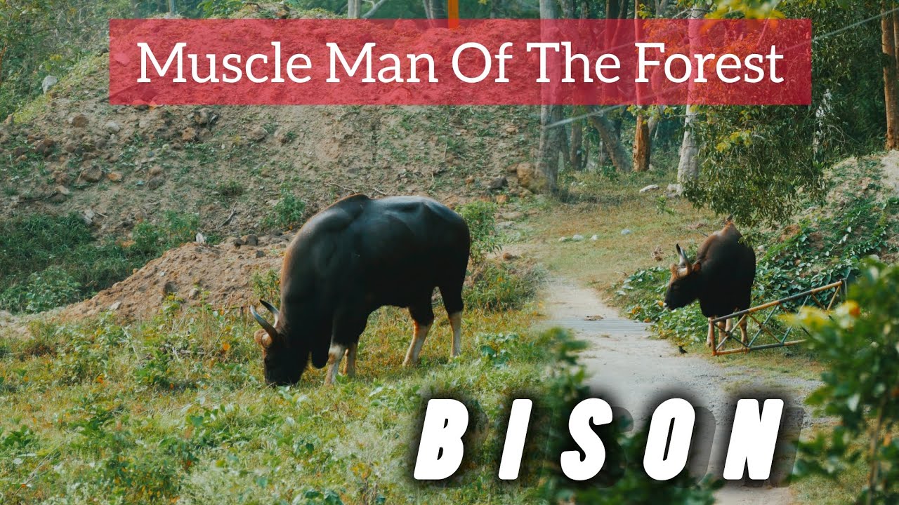 Bison | 4K Vedio
