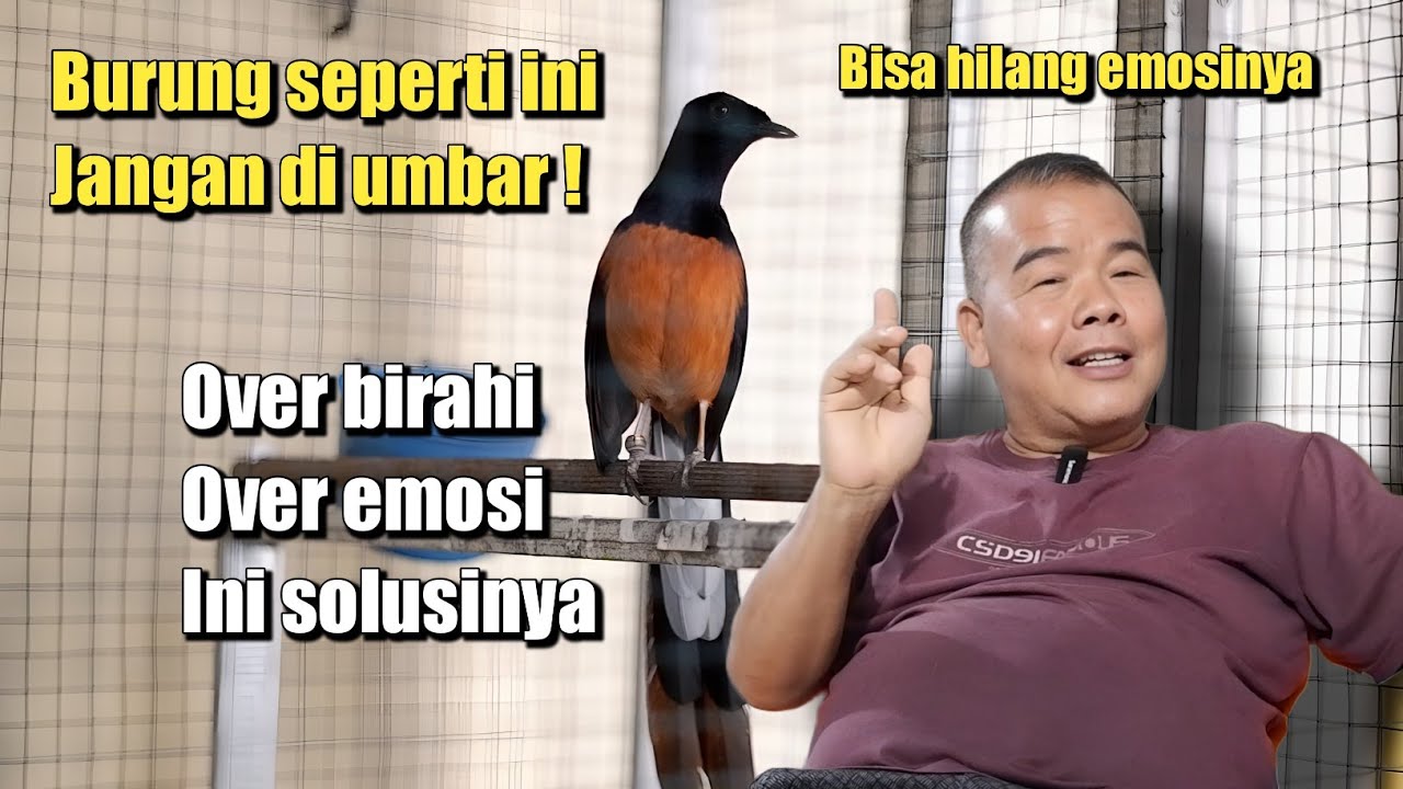 AWAS JANGAN SAMPAI SALAH UMBAR MURAI BATU ‼️